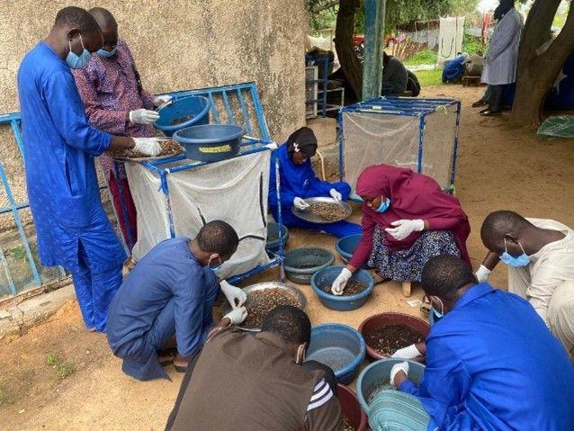 Agripreneurs and youth trained on the BSF technology to adopt sustainable agricultural practices in Niger. 